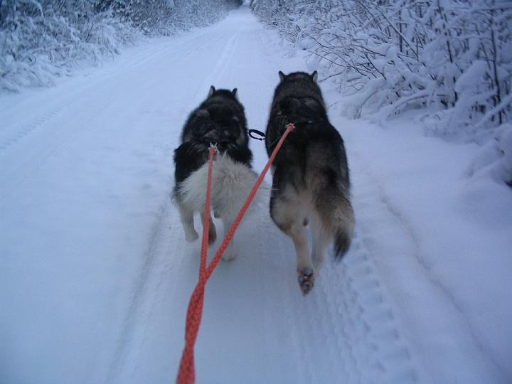 Marraskuu-07 ajoa 015.jpg - Ajoa Awan ja Repen kanssa marraskuu -07 / Sledding with Awa and Repe November -07
